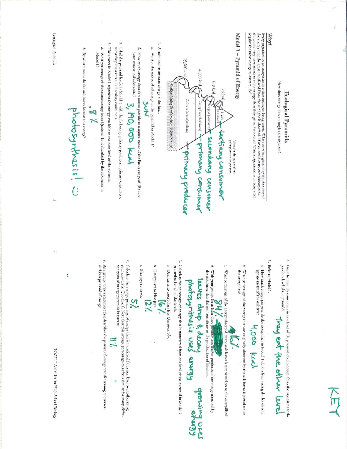 Pogil Key Ecological Pyramids Key Ecological Pyramids 4 Describe