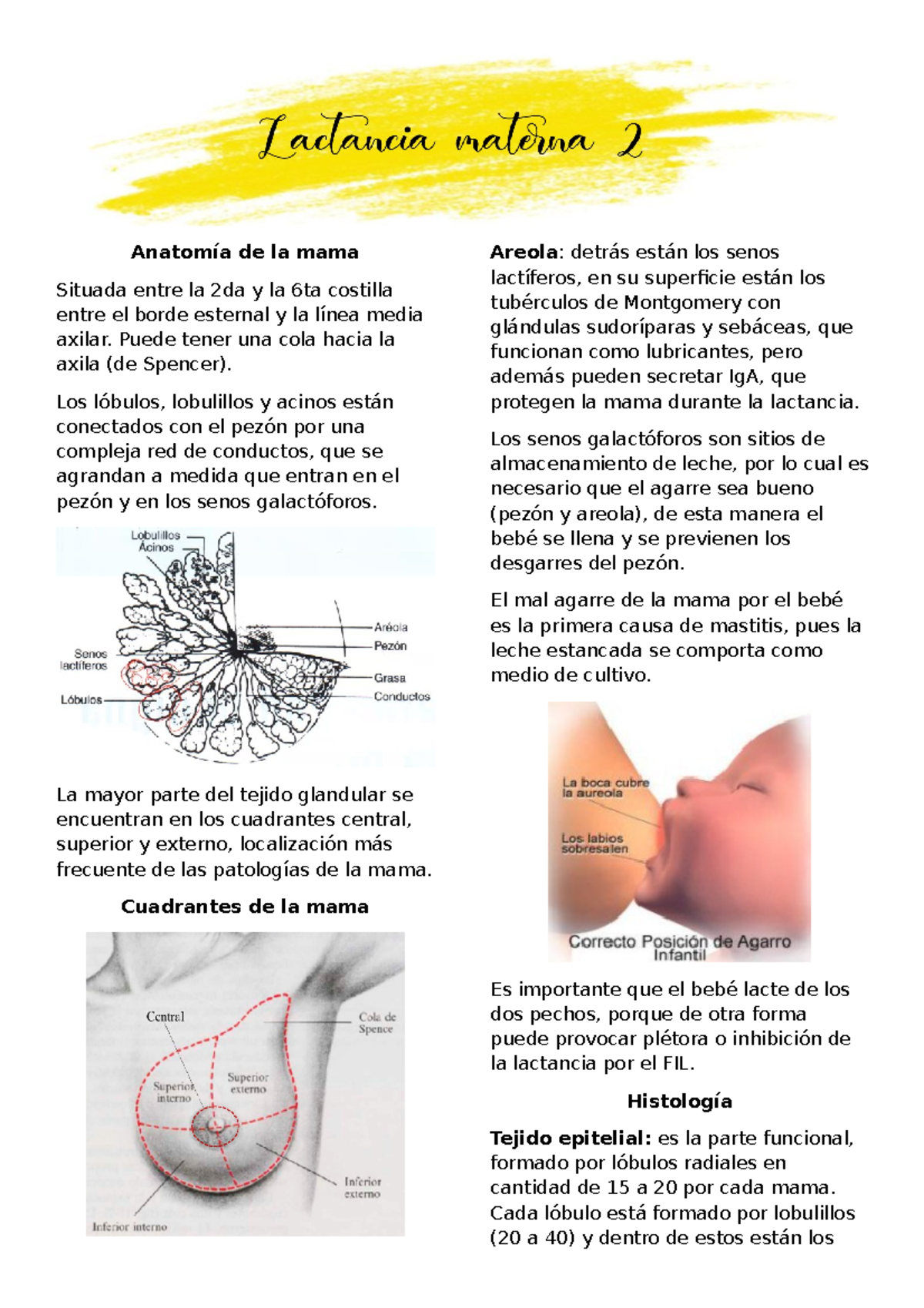 05. Lactancia materna 2 - Anatomía de la mama Situada entre la 2da y la 6ta  costilla entre el borde - Studocu