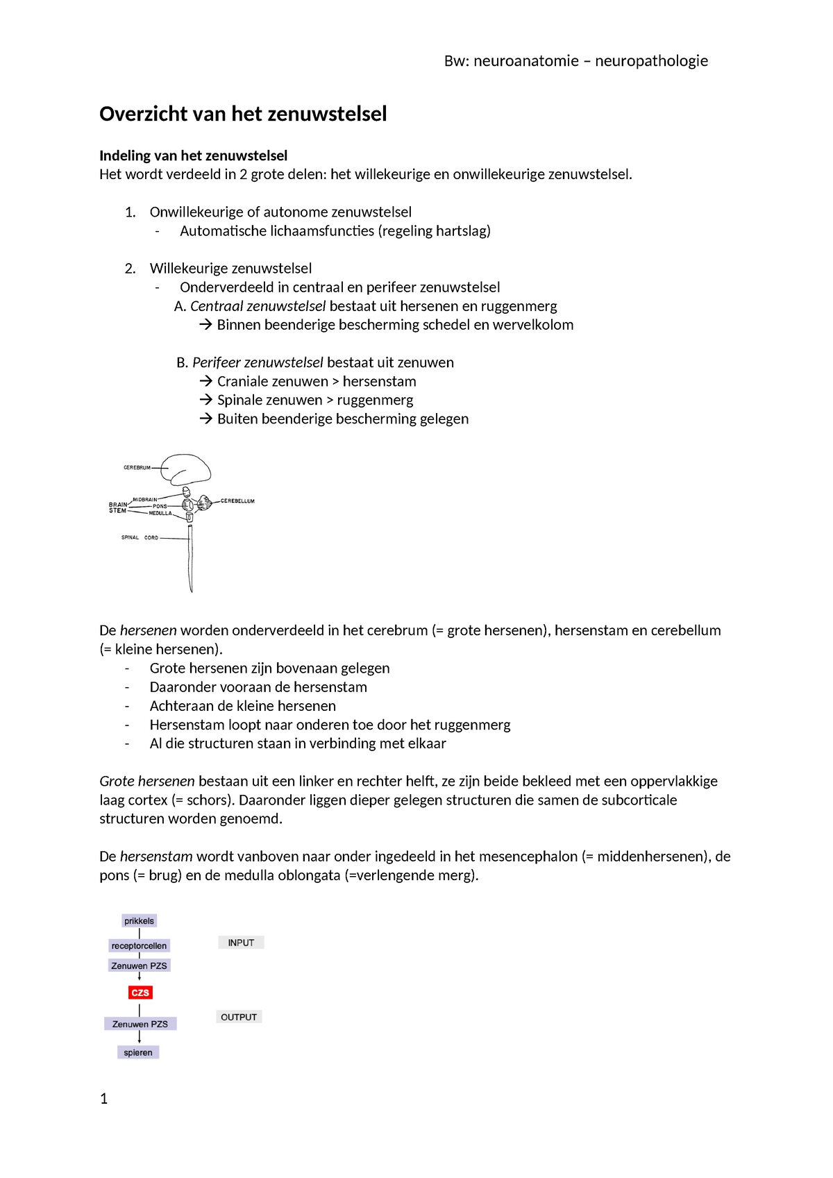 Overzicht Van Het Zenuwstelsel - Overzicht Van Het Zenuwstelsel ...