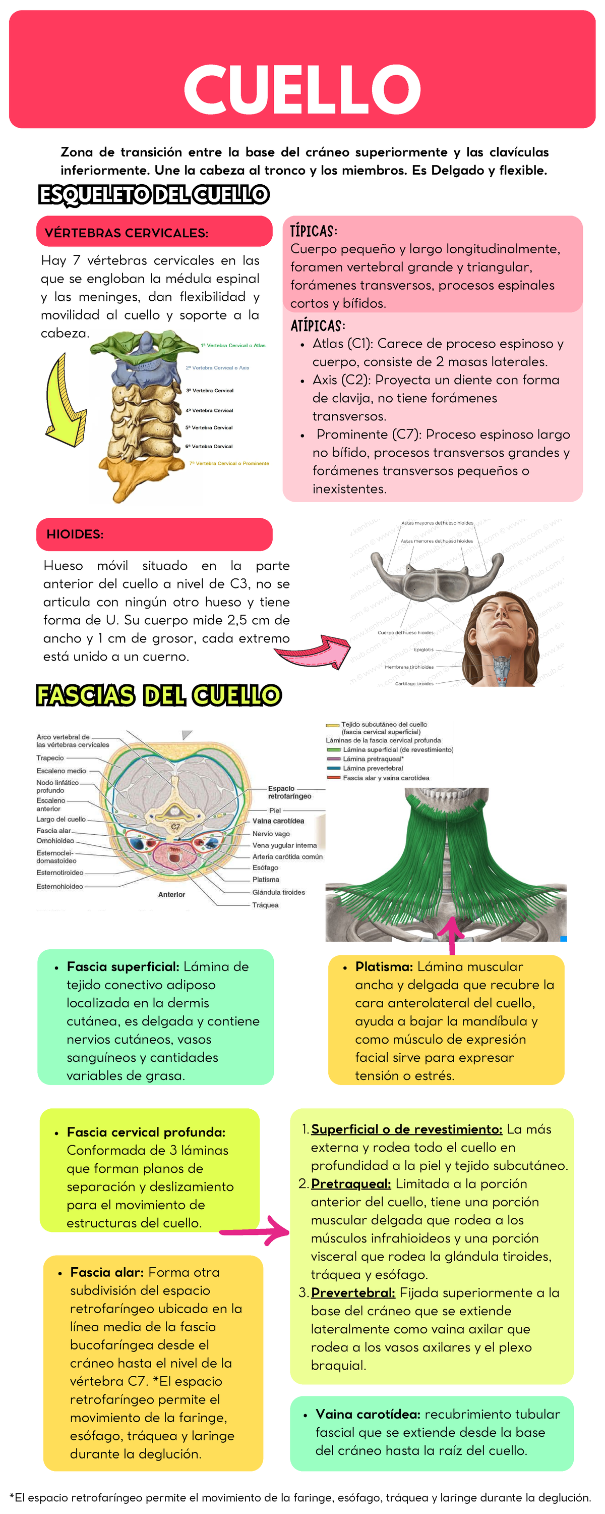 Infografía de cuello - HIOIDES: Hueso móvil situado en la parte ...