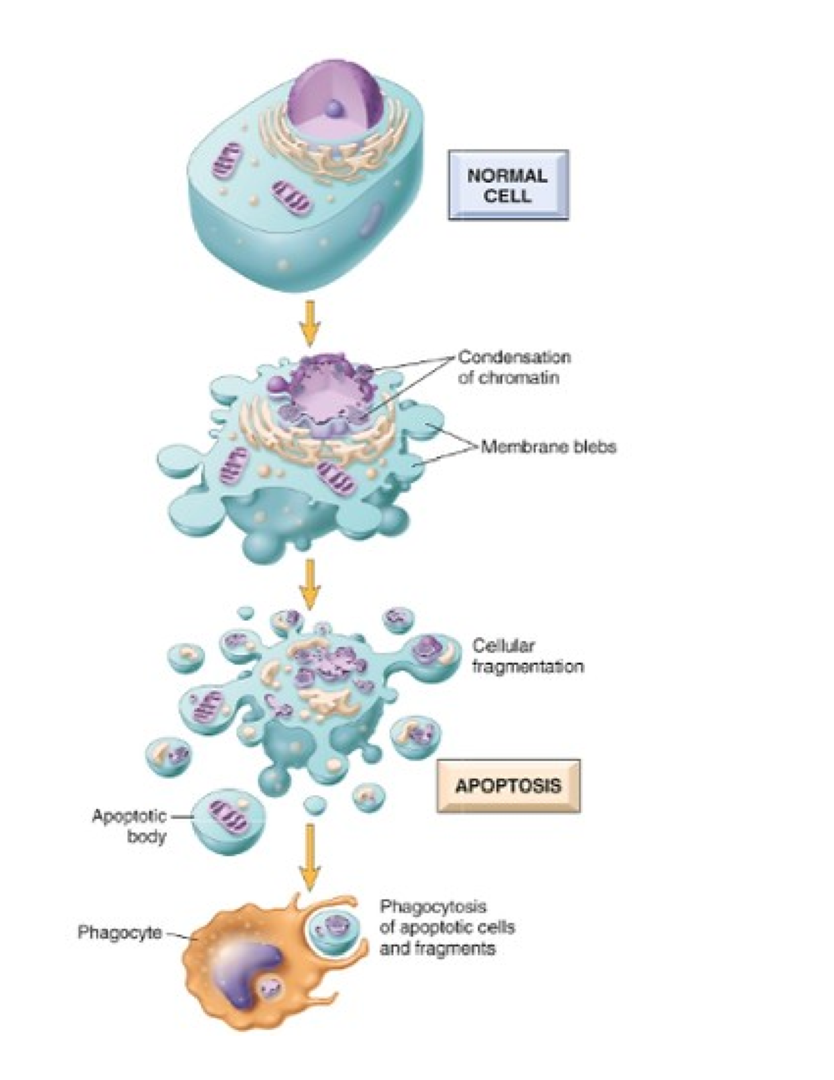 Apoptosis - Biología - Little NORMAL CELL Condensation of chromatin ...