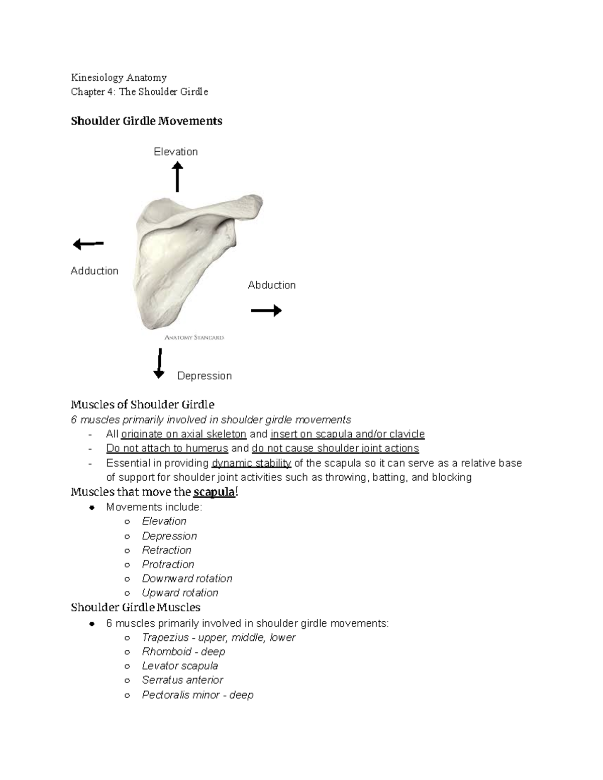 Kinesiology Anatomy Chapter 4 pt2 Google Docs Kinesiology Anatomy