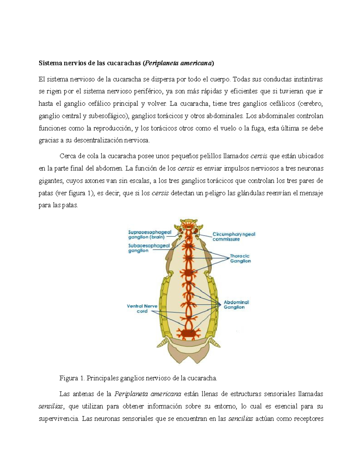 Sistema Nervios De Las Cucarachas Periplaneta Americana Studocu