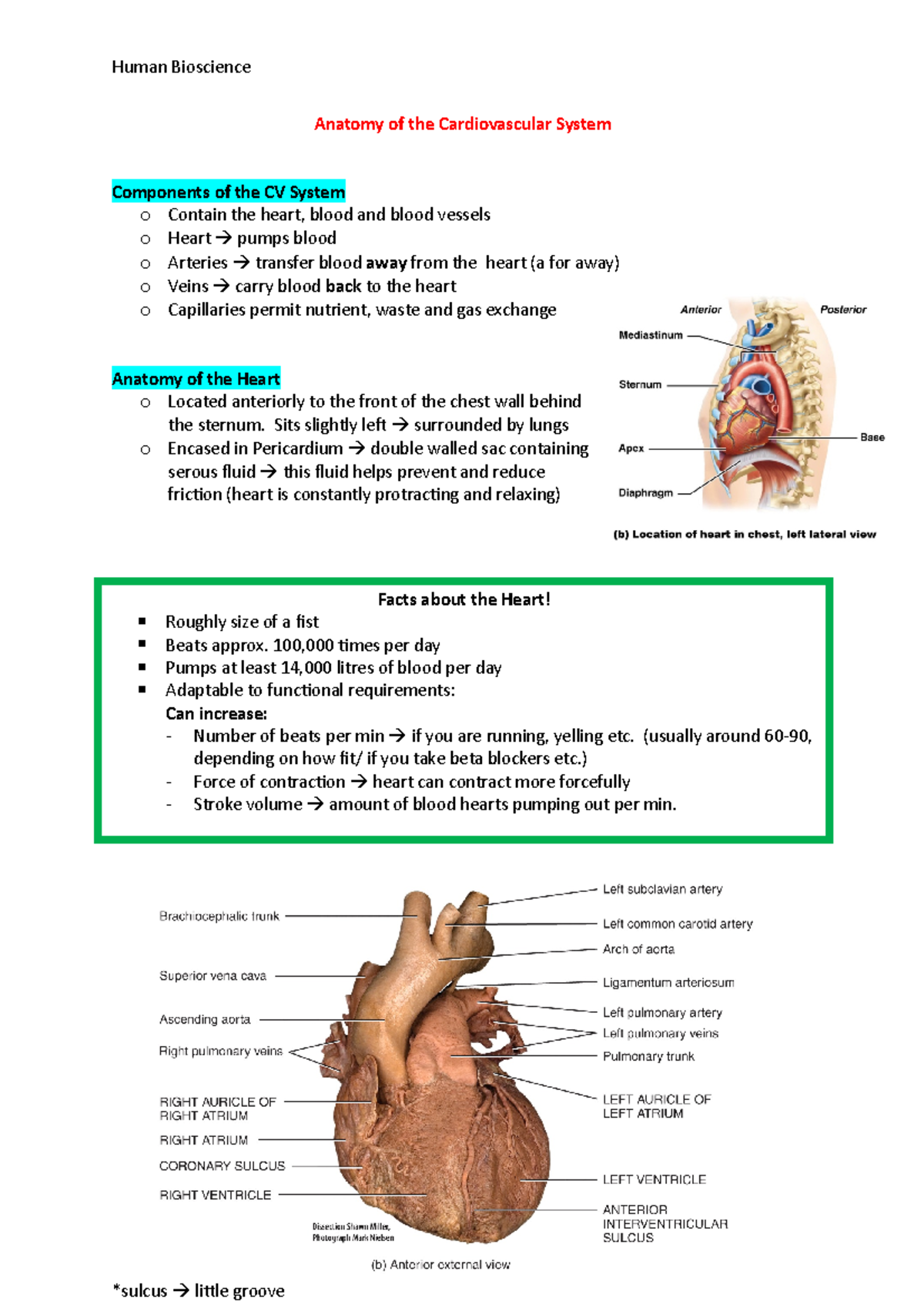 Anatomy Of The Cardiovascular System - Anatomy Of The Cardiovascular ...