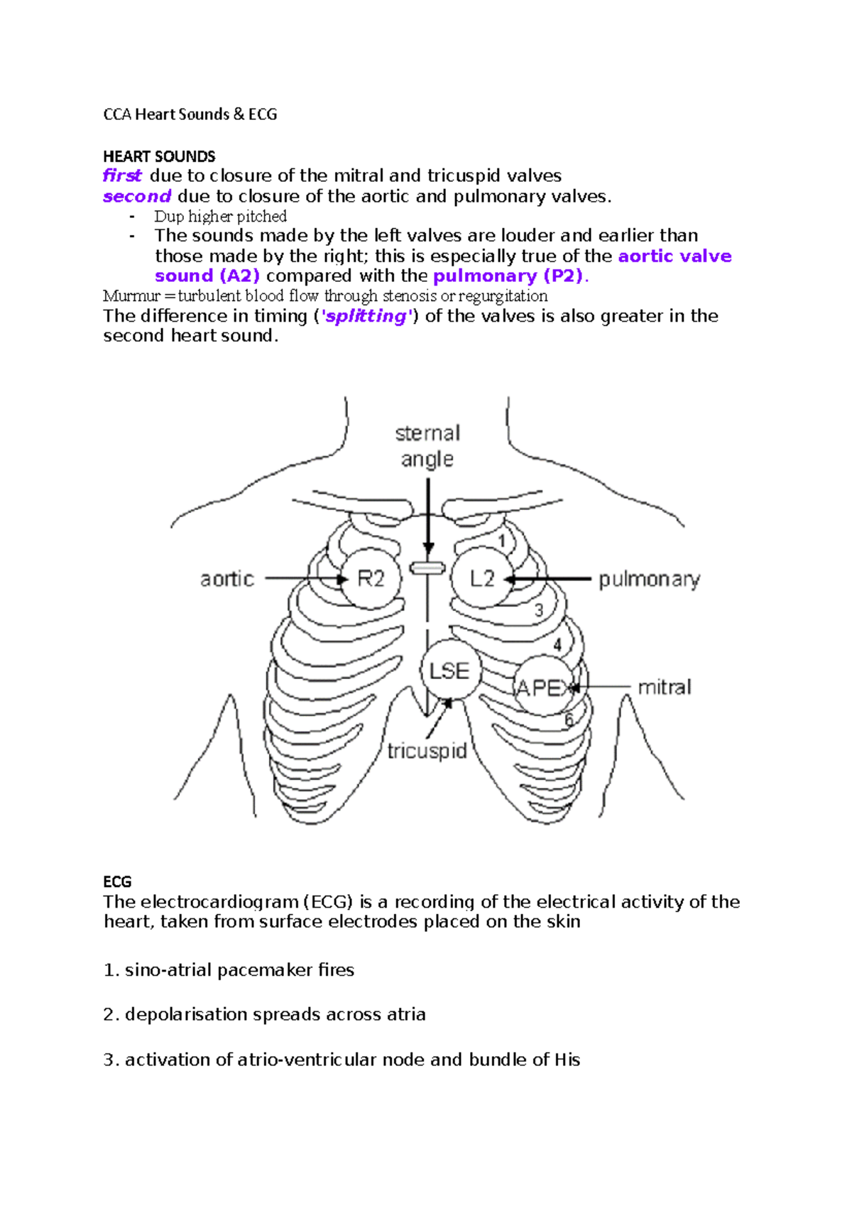 CCA Heart Sounds - Dup higher pitched - The sounds made by the left ...