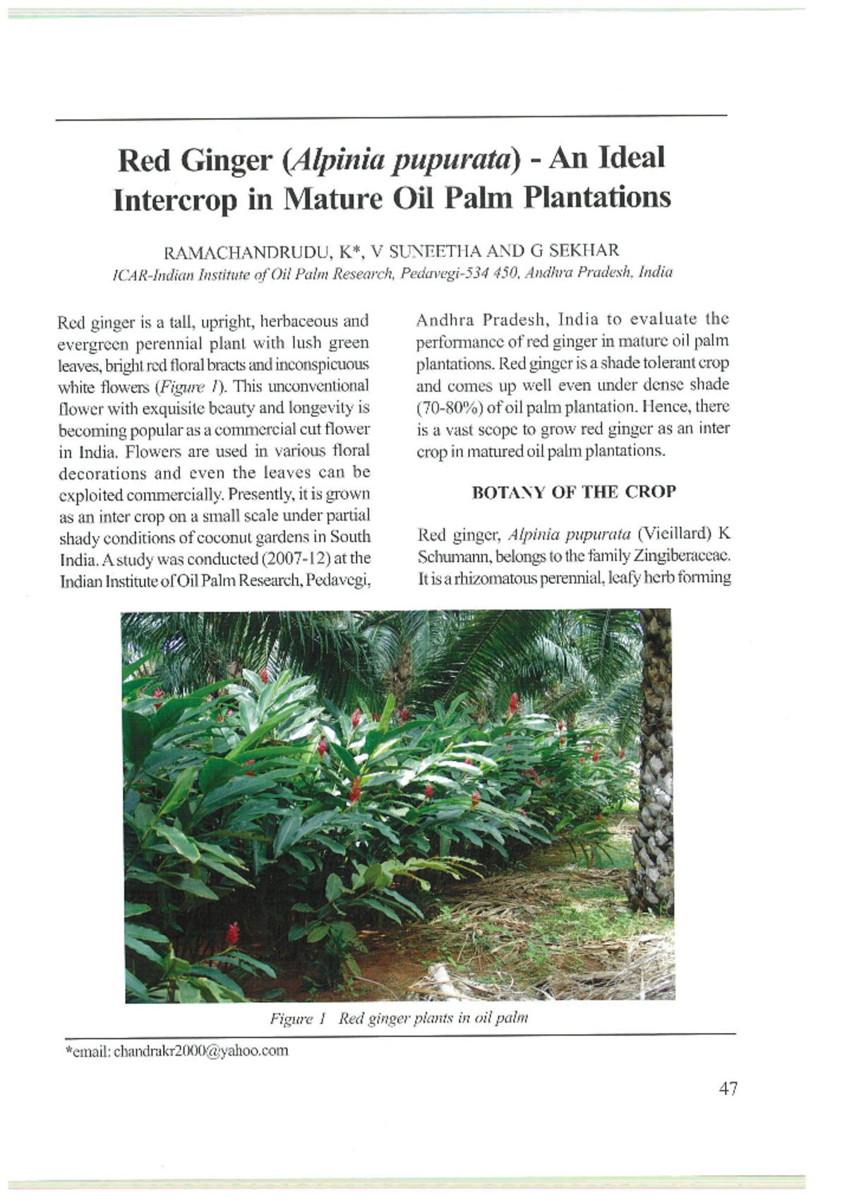 Red Ginger (Alpinia pupurata) An Ideal Intercrop in Mature Oil Palm