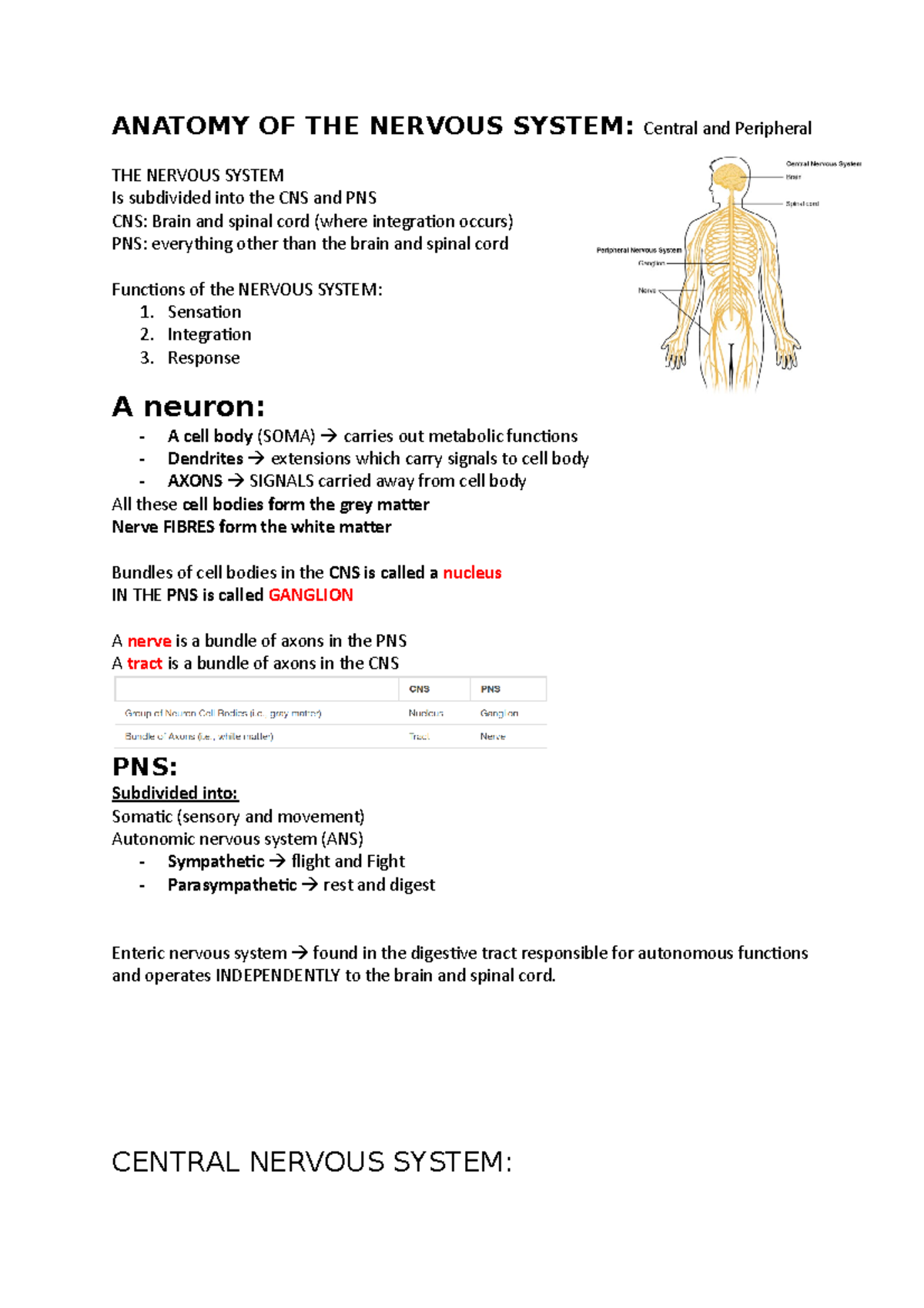 WEEK 8 Anatomy of the Nervous system - ANATOMY OF THE NERVOUS SYSTEM ...