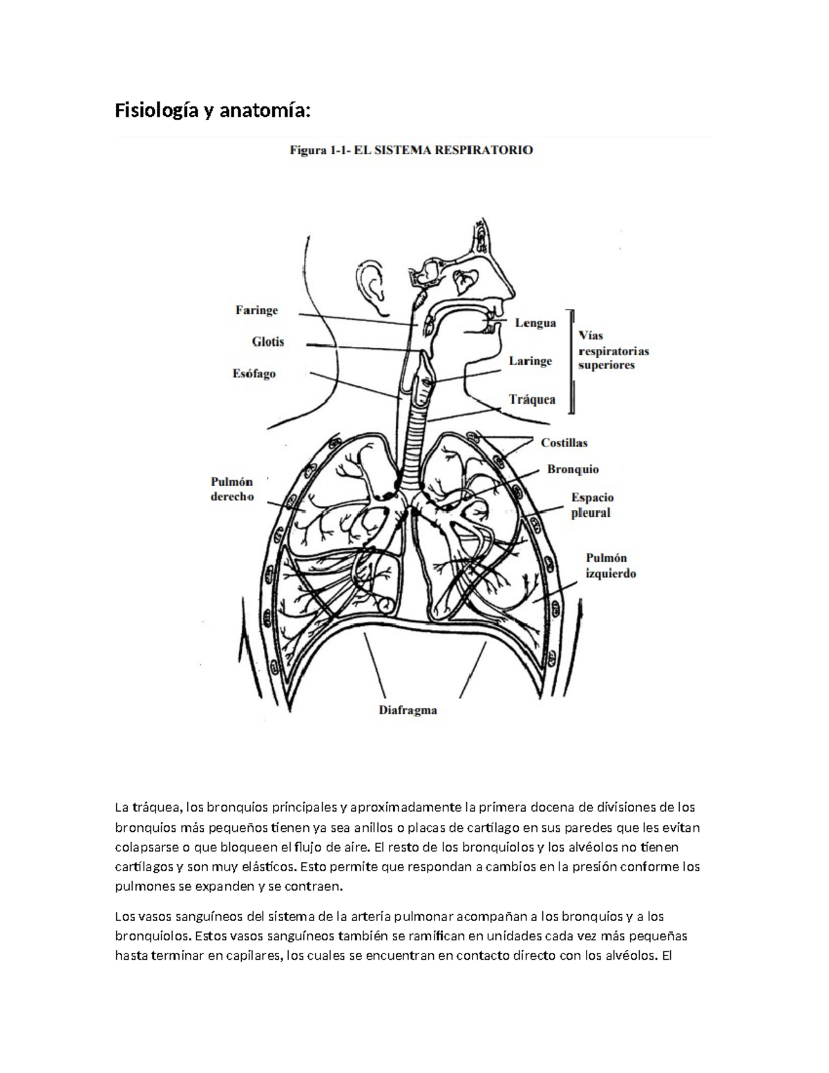 Broncodilatadores - Fisiología y anatomía: La tráquea, los bronquios ...