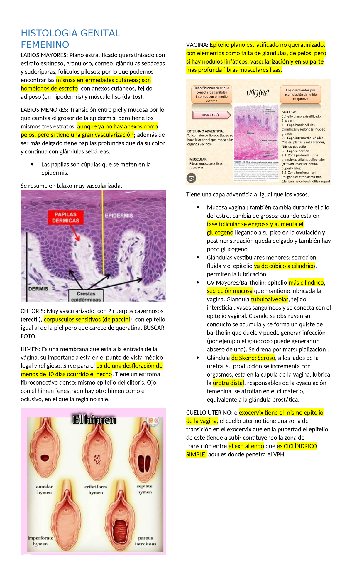 Histologia Genital Femenino - HISTOLOGIA GENITAL FEMENINO LABIOS MAYORES:  Plano estratificado - Studocu