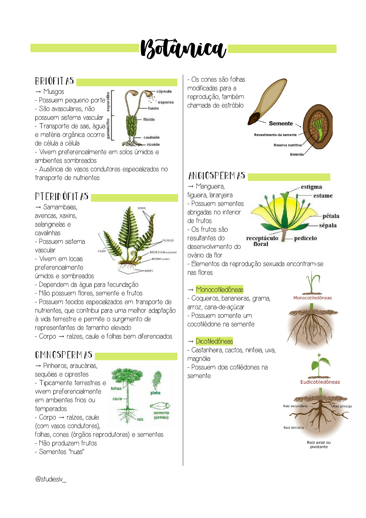 2 prova de botânica, PDF, Semente