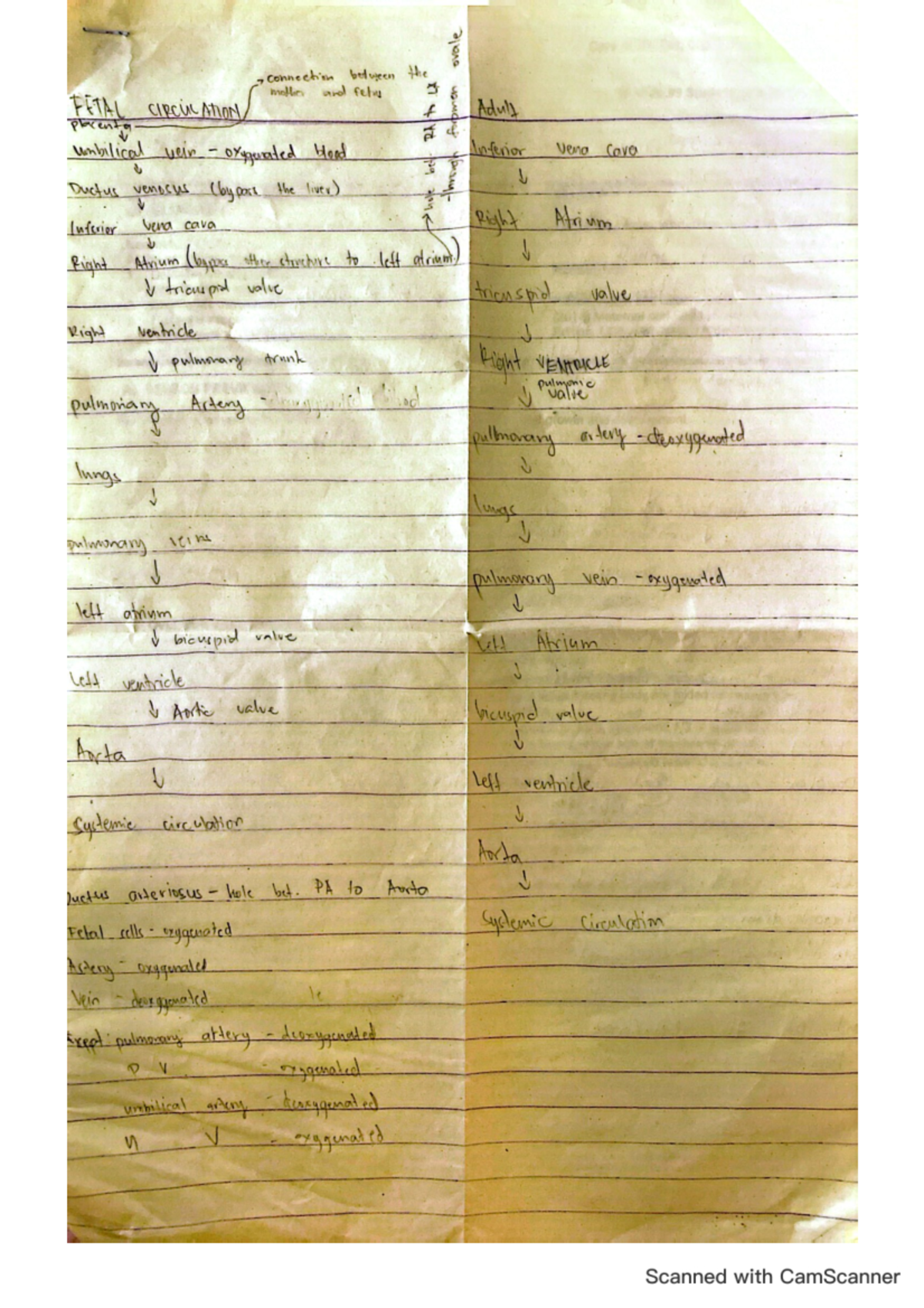 OB-P2 Notes - connection between the mother and fetus or FETAL CIRCUIC ...