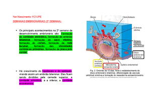 Embriologia - Placenta, cordão umbilical e membranas fetais - Placenta ...