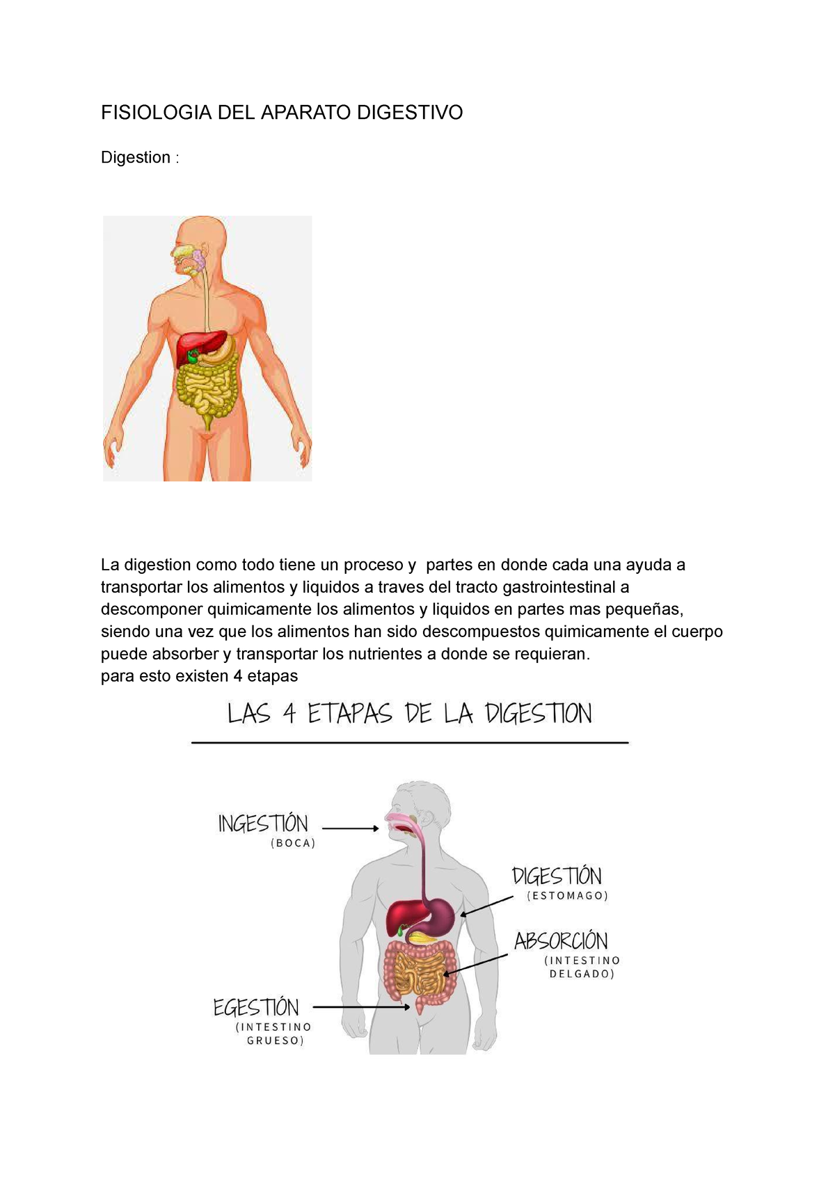 Digestion - Funcional para exposicion - FISIOLOGIA DEL APARATO ...