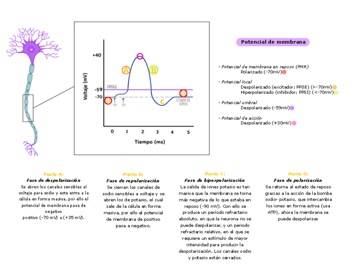 Diagrama - Punto A: Fase De Despolarización Se Abren Los Canales ...