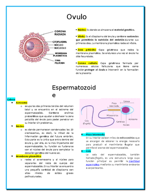 Embriologia - Sistema Digestivo - Nota: Para Nombrar A Los Complejos Se ...