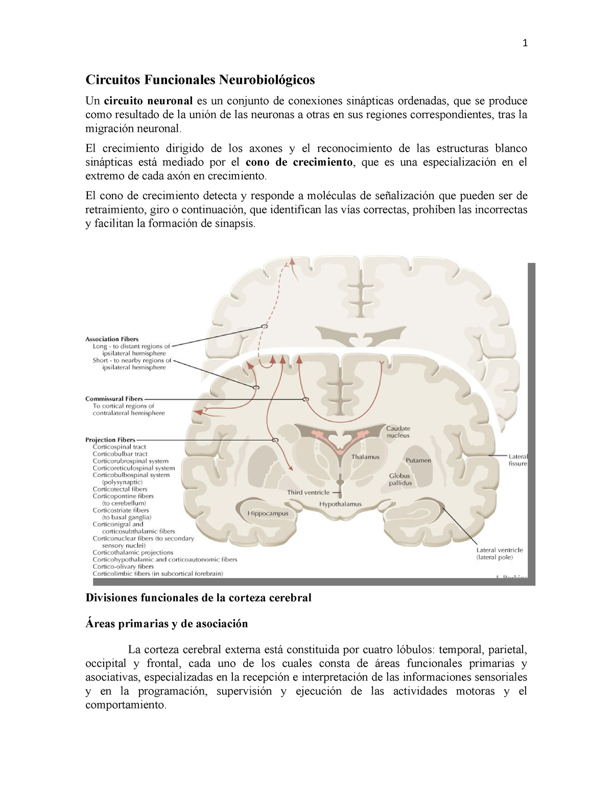 Circuitos Funcionales Neurobiológicos Circuitos Funcionales Neurobiológicos Un Circuito 3609