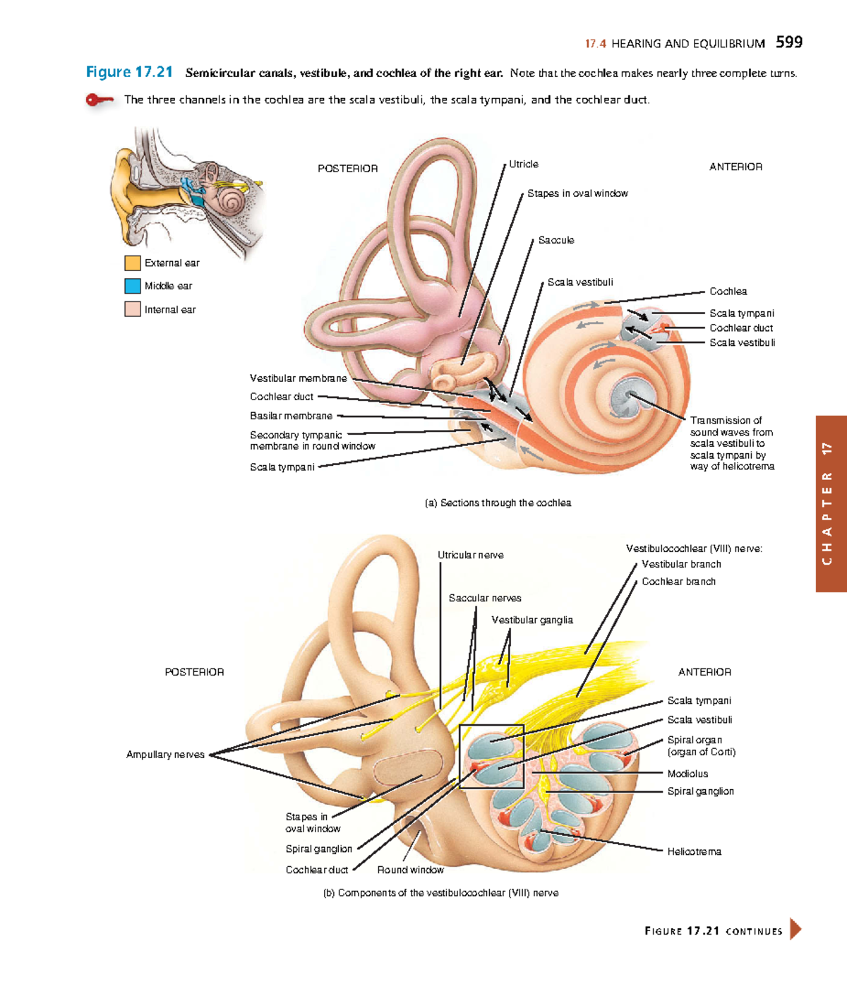 Anatomyand Physiology-211 - C H A P T E R 17 17 HEARING AND EQUILIBRIUM ...