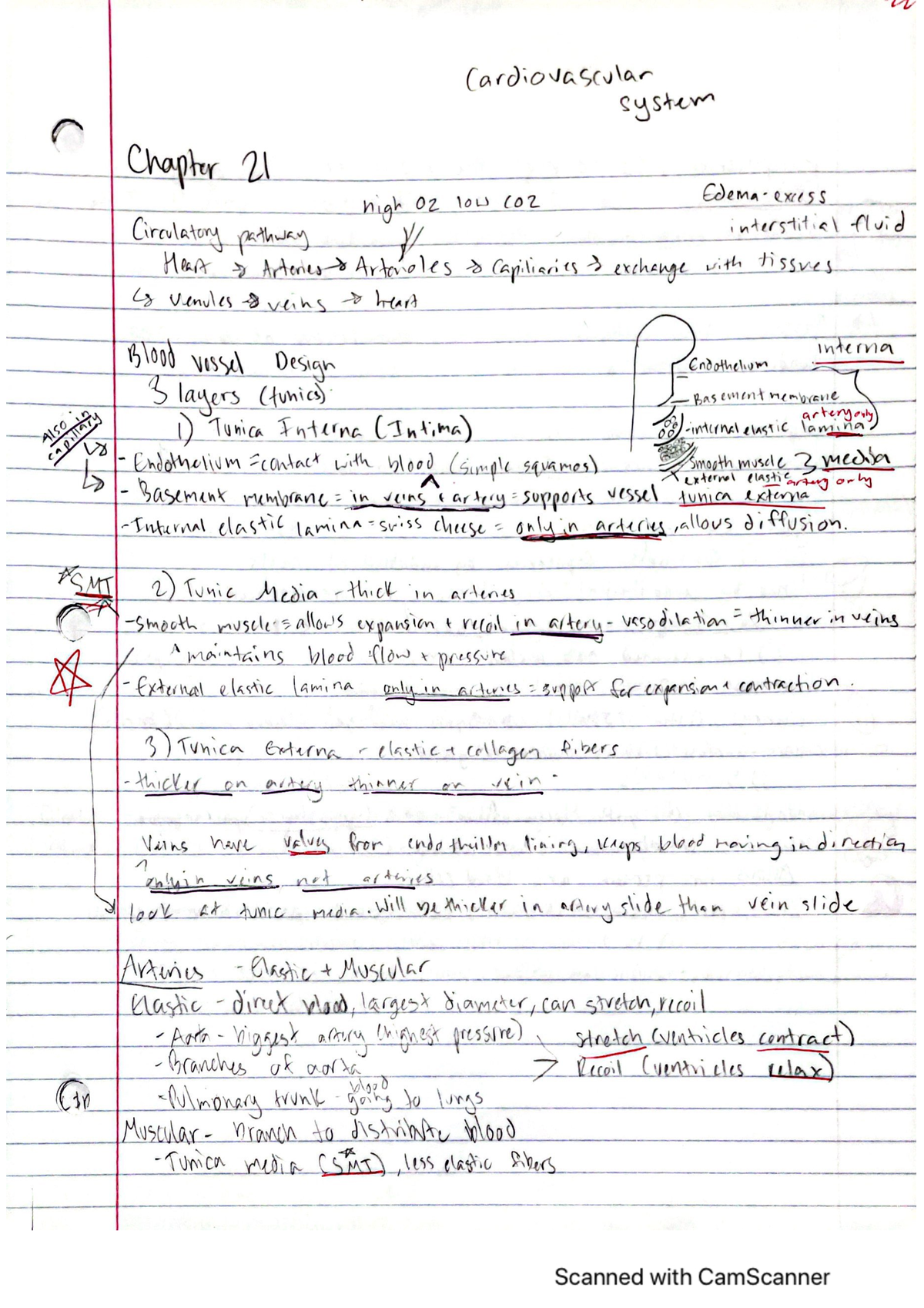 Chapter 21 Part 1 Anatomy And Physiology 2 - BIO 153 - Studocu