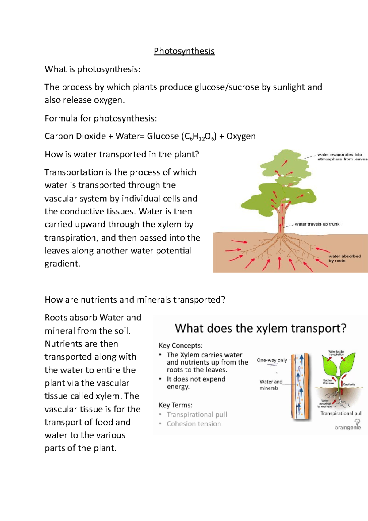 Photosynthesis 1 - Photosynthesis What is photosynthesis: The process ...