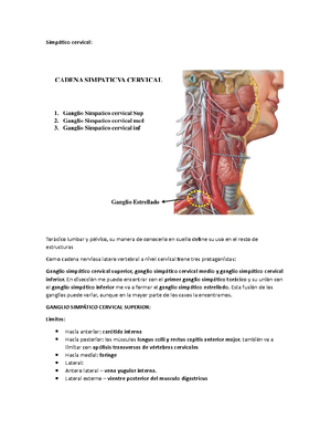 ganglio cervical medio