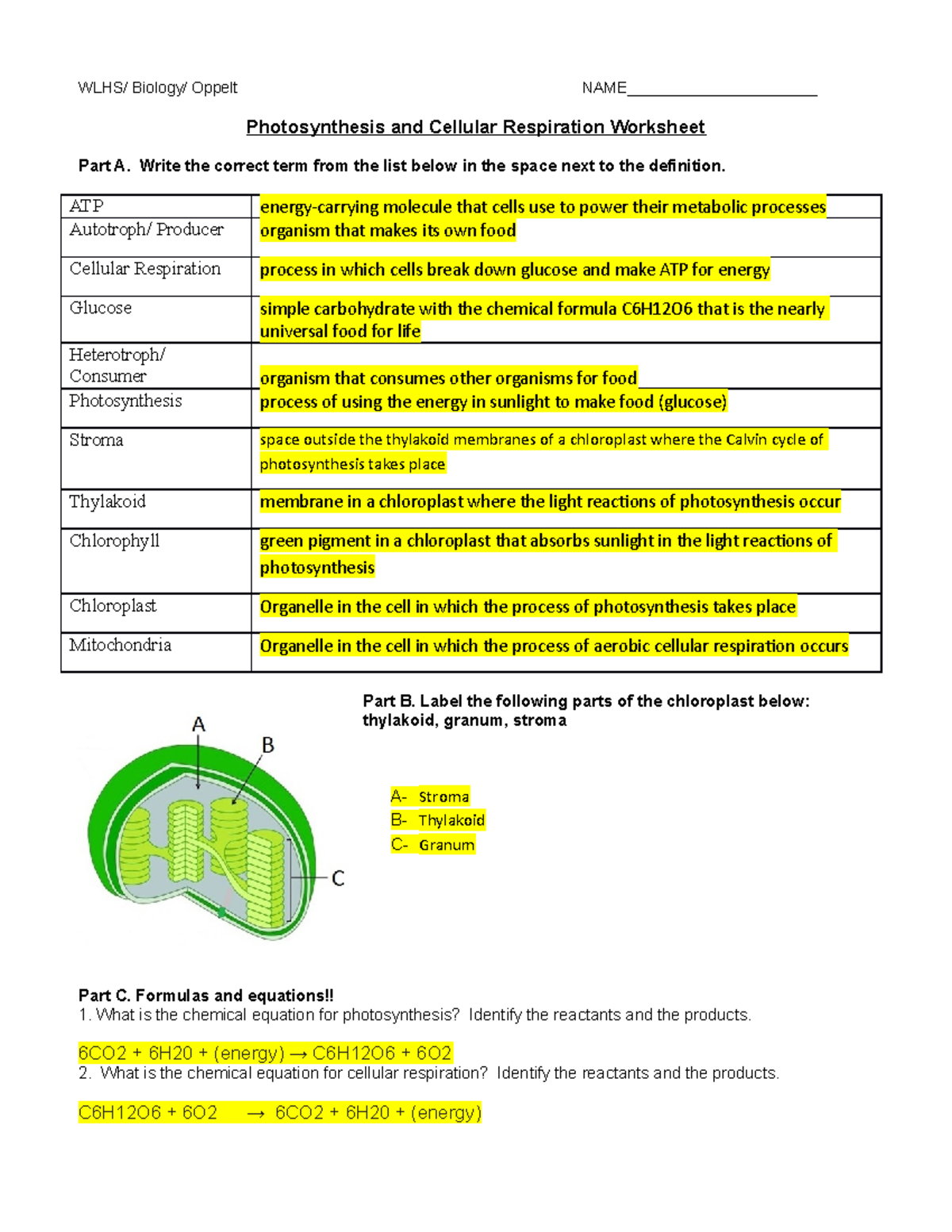 Handout KEY Photosynthesis And Cellular Respiration Review Sheet 2017