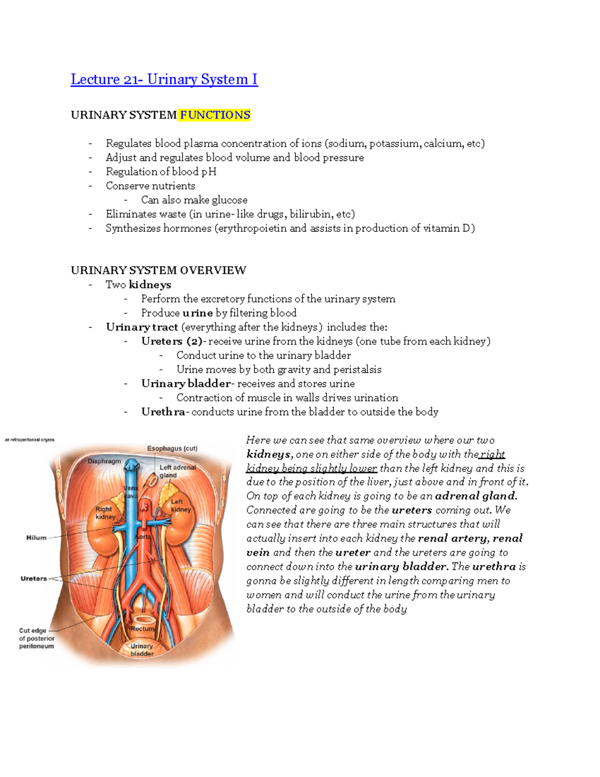 Bio 178 Lecture 21- Urinary System I - Lecture 21- Urinary System I ...