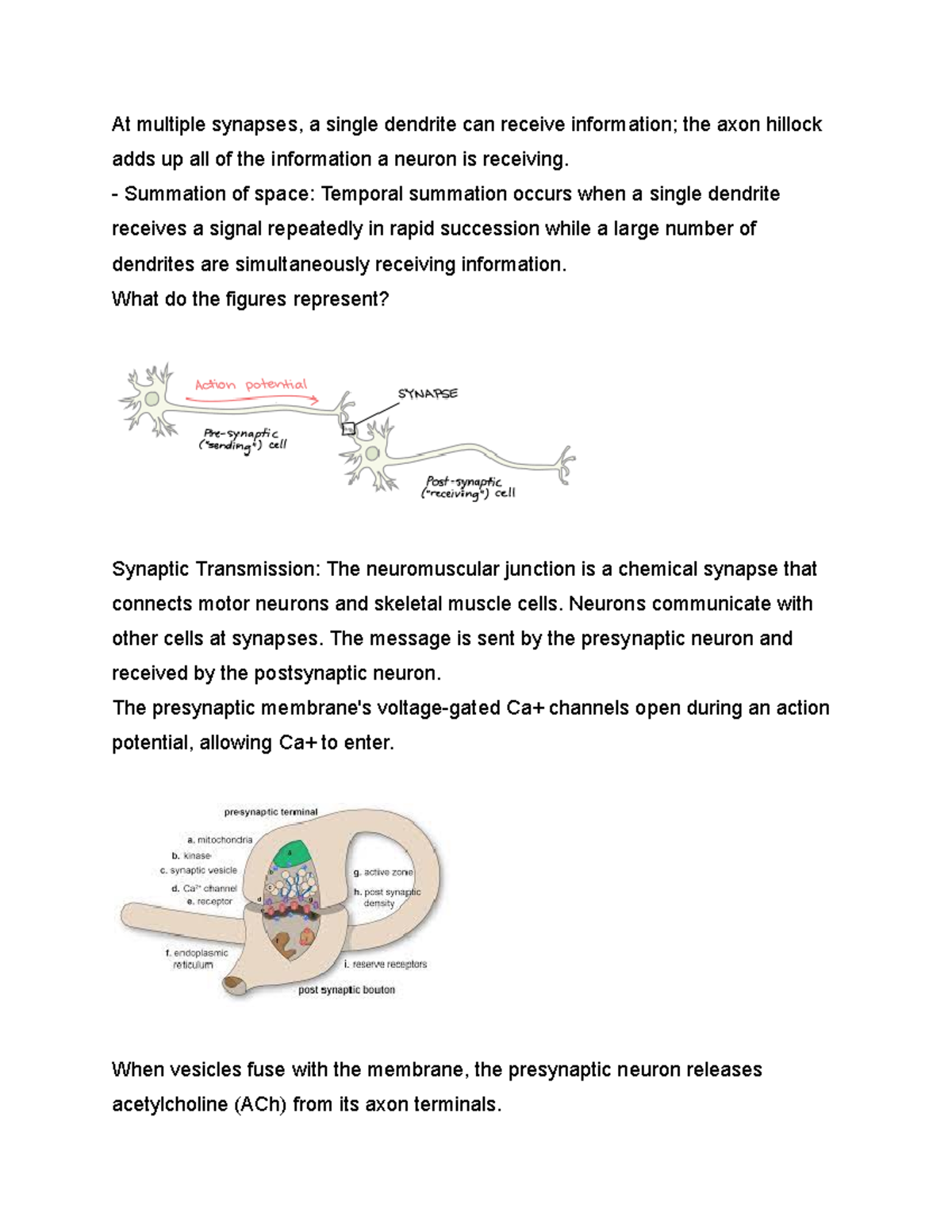Synapses - At multiple synapses, a single dendrite can receive ...