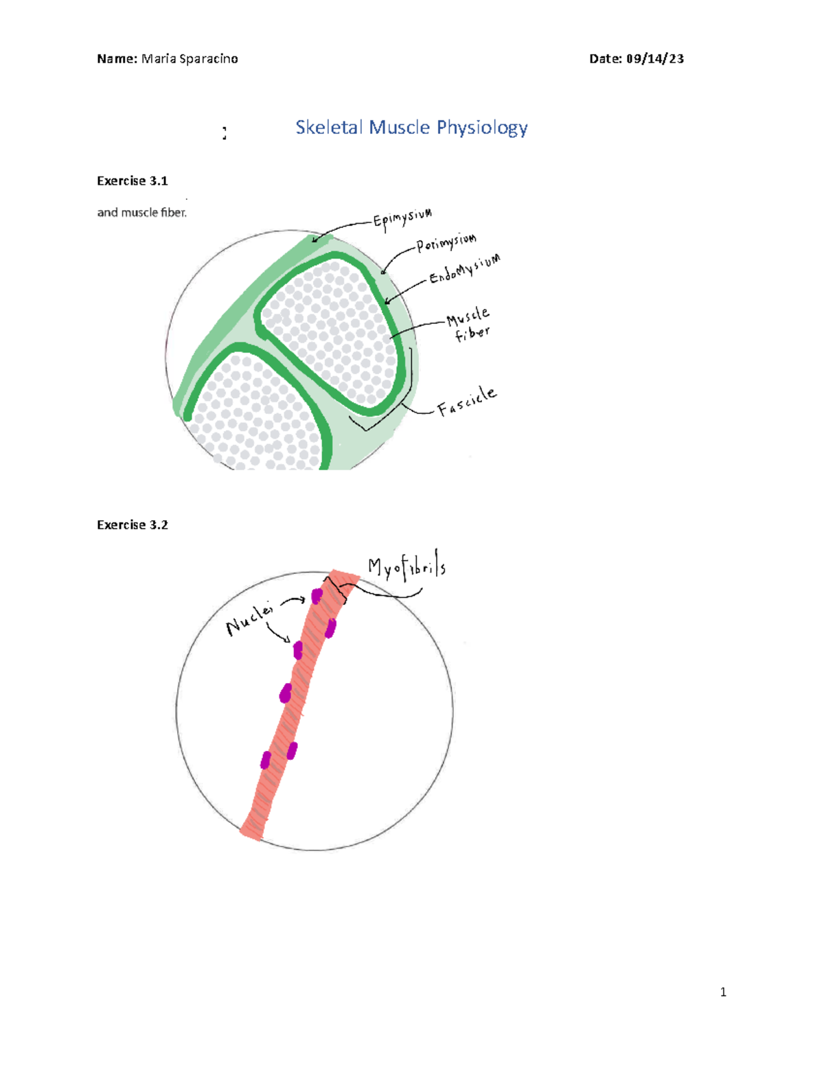 Skeletal Muscle Physiology Worksheet Answers