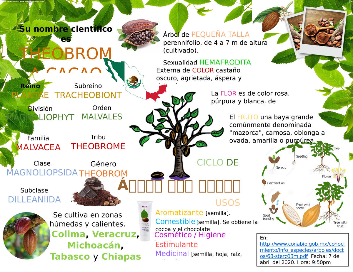 Infografía. Árbol de cacao - Árbol de PEQUEÑA TALLA perennifolio, de 4