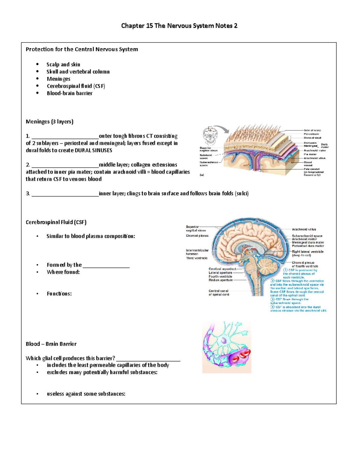 Chapter 15 The Nervous System Notes 2 - Chapter 15 The Nervous System ...