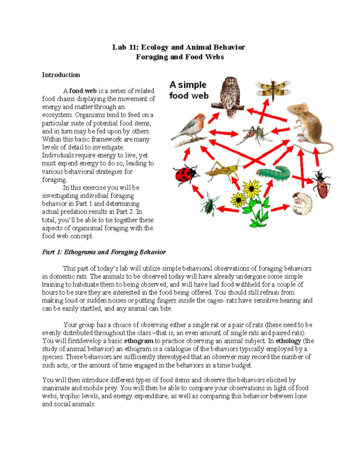 Food Web Lab Packet - Lab 11: Ecology And Animal Behavior Foraging And ...