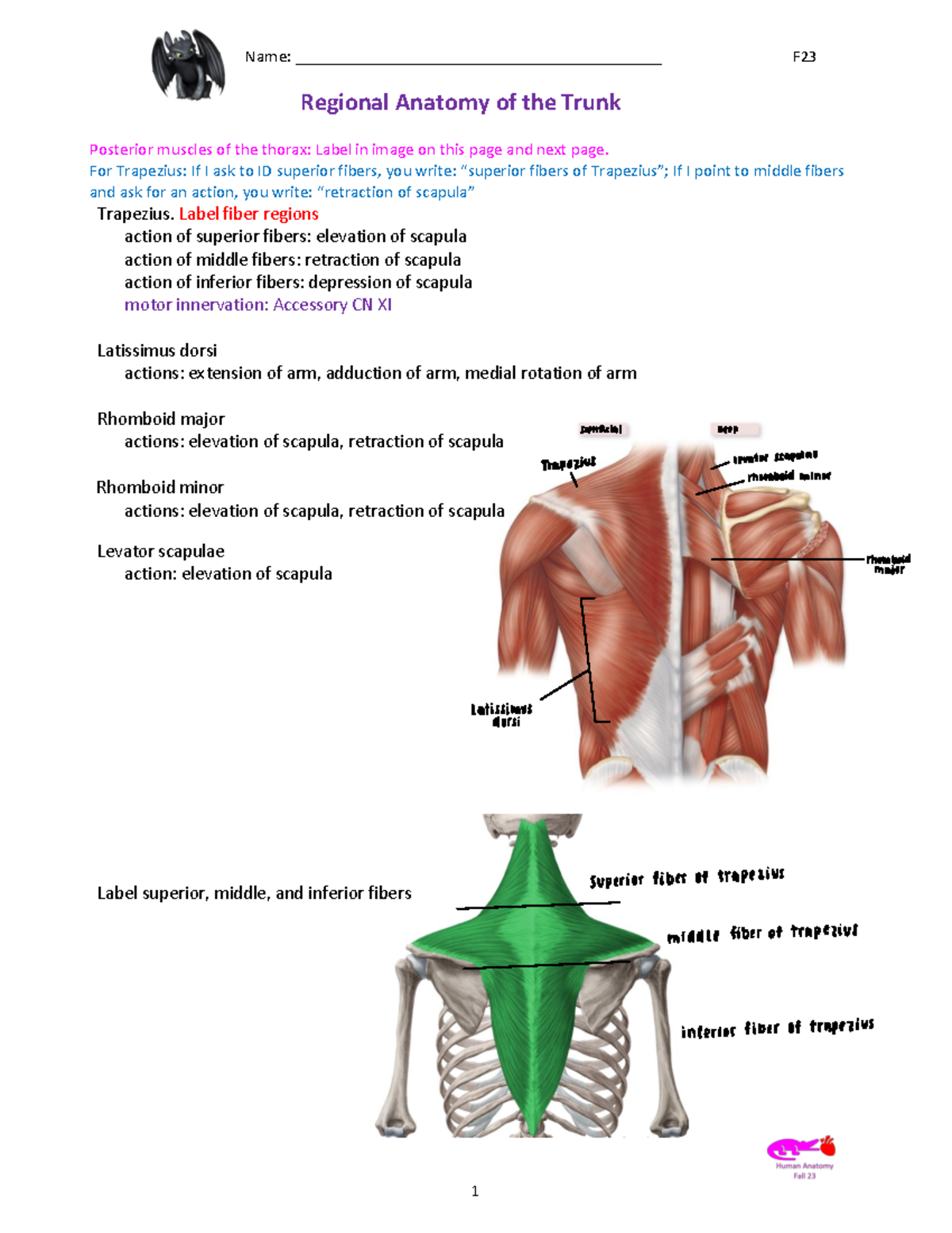 Regional+Anatomy+of+the+Trunk+%26+LE+F23 - Regional Anatomy of the ...