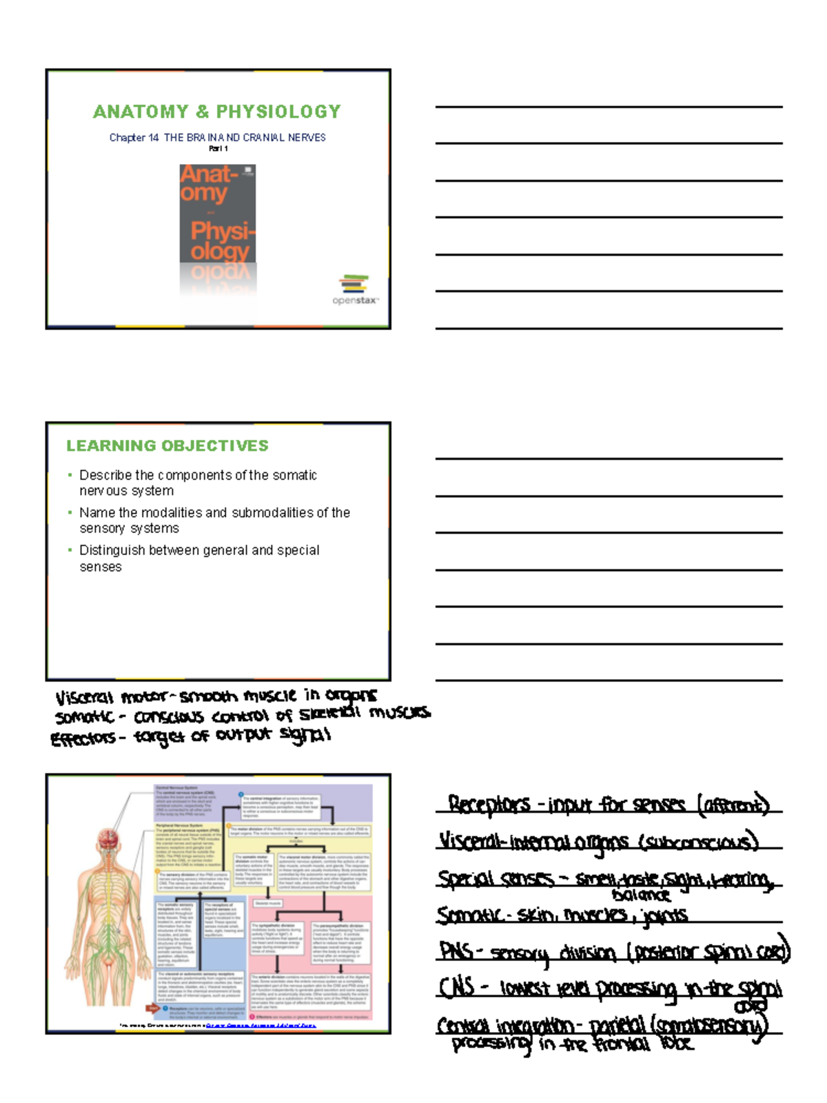 Chapter 14 Part 1 The Brain And Cranial Nerves Anatomy Physiology Chapter 14 Part 1 The Brain And Cranial Nerves Anatomy Physiology