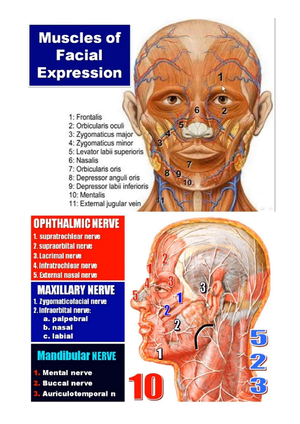 Human skull types and differentiation - Characteristic Caucasoid Skull ...