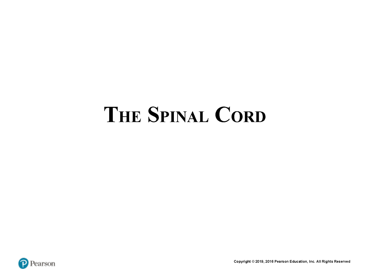 Spinal CORD 2 - THE SPINAL CORD FUNCTIONS Relay station Communication ...