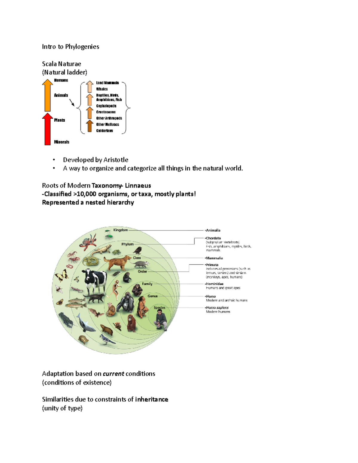 Evolutionary Biology L7 Intro to Phylogenies Scala Naturae (Natural