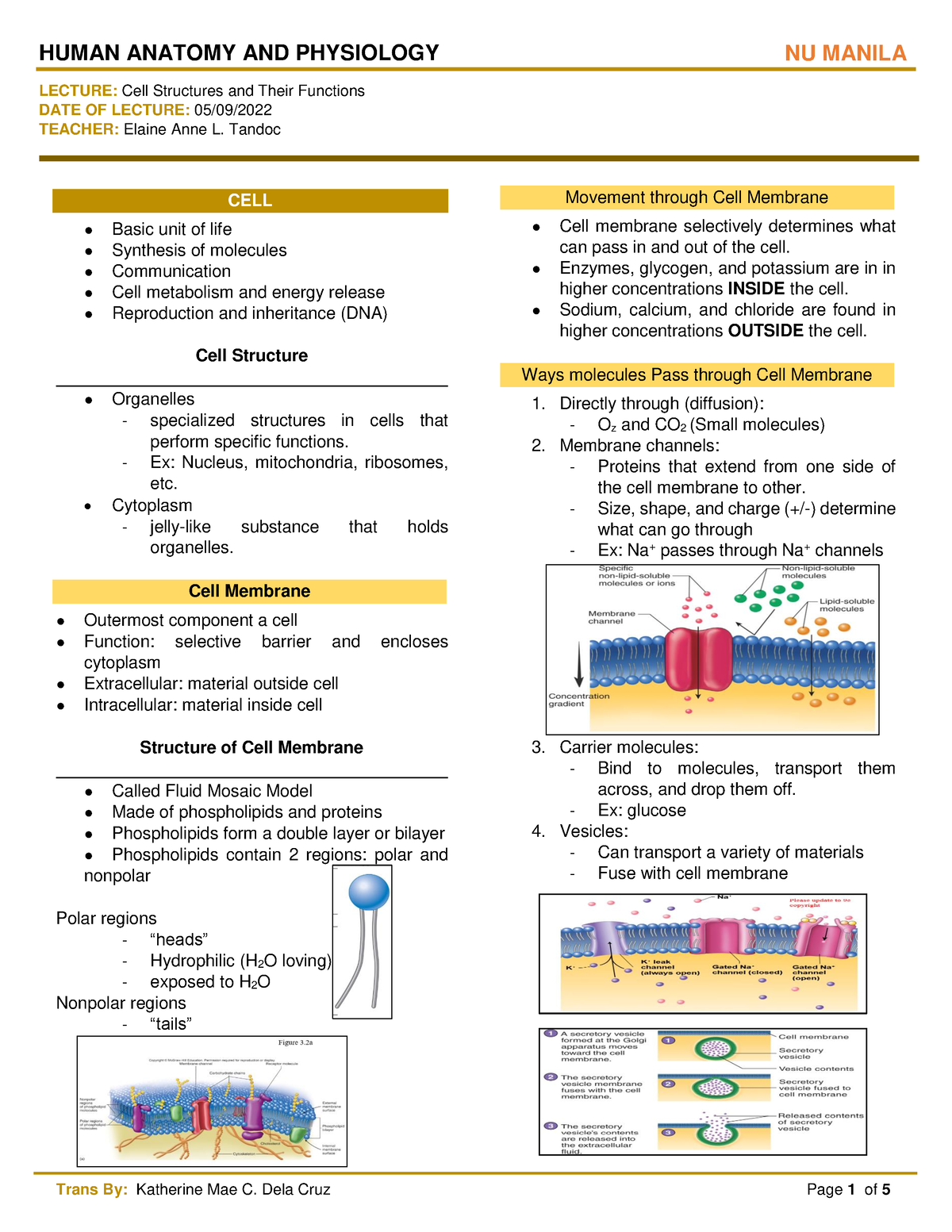 Anatomy and Physiology - LECTURE: Cell Structures and Their Functions ...