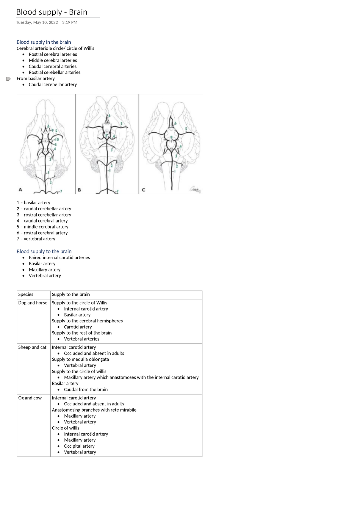 blood-supply-to-the-brain-blood-supply-brain-tuesday-may-10-2022