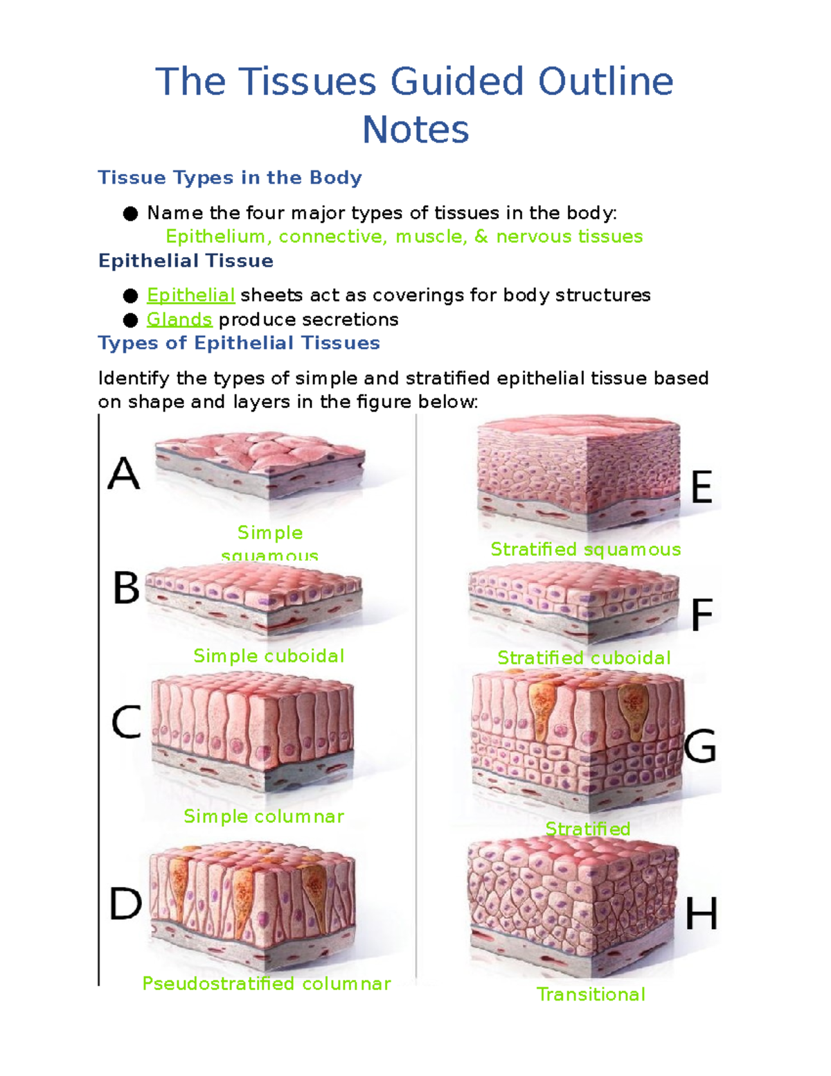 2023 Z00L 2011 .17 - Tissues Guided:Outline Notes - The Tissues Guided ...