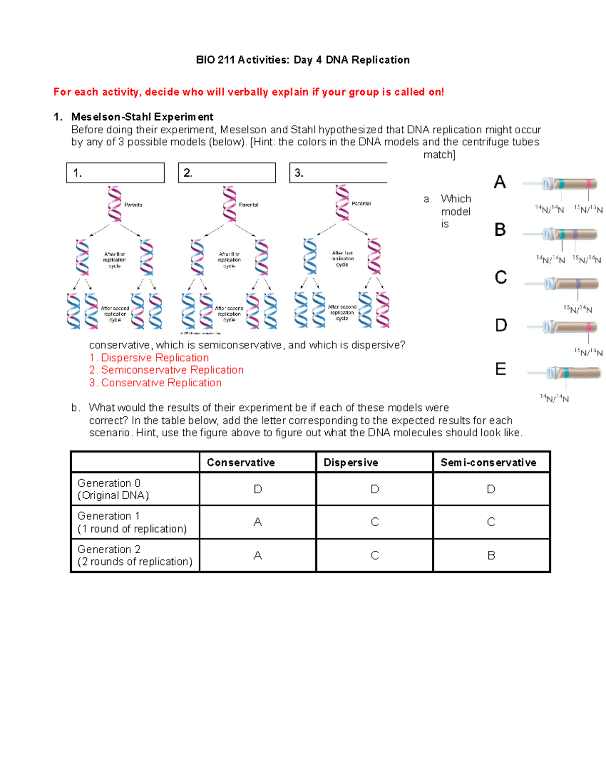 4-DNA Replication-post - BIO 211 Activities: Day 4 DNA Replication For ...