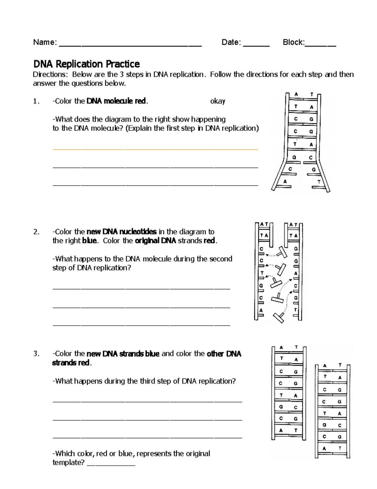 DNA replication practice - Name: ________________________________ Date ...