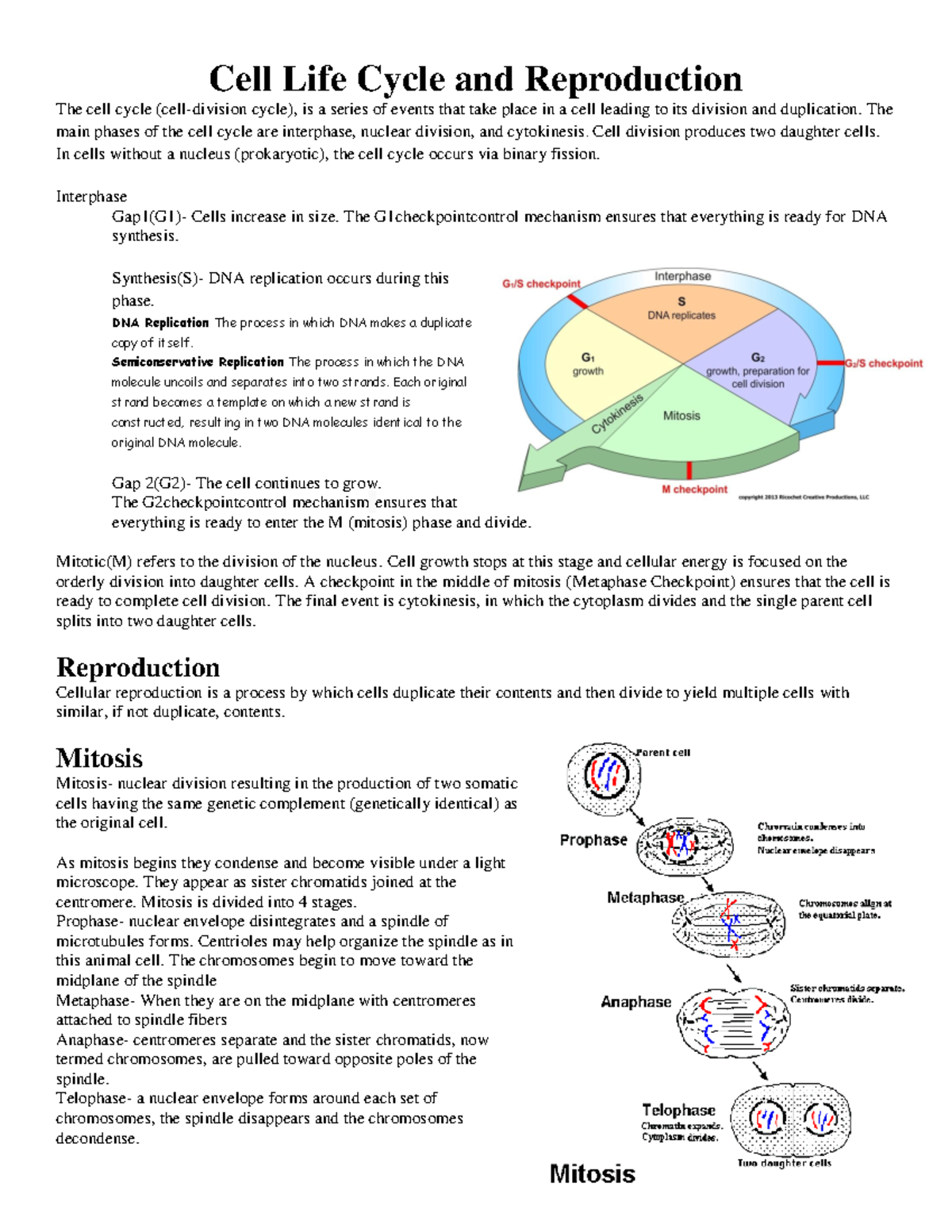 Cell Life Cycle and Reproduction Summary - Cell Life Cycle and ...