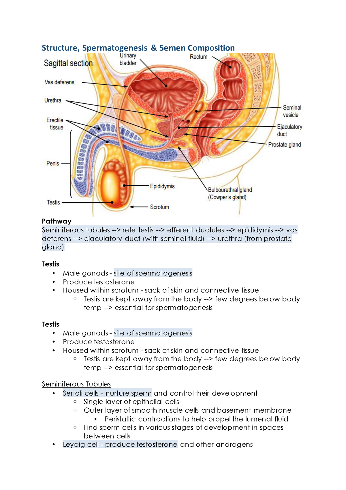 Male Reproductive System Notes - Structure, Spermatogenesis & Semen ...