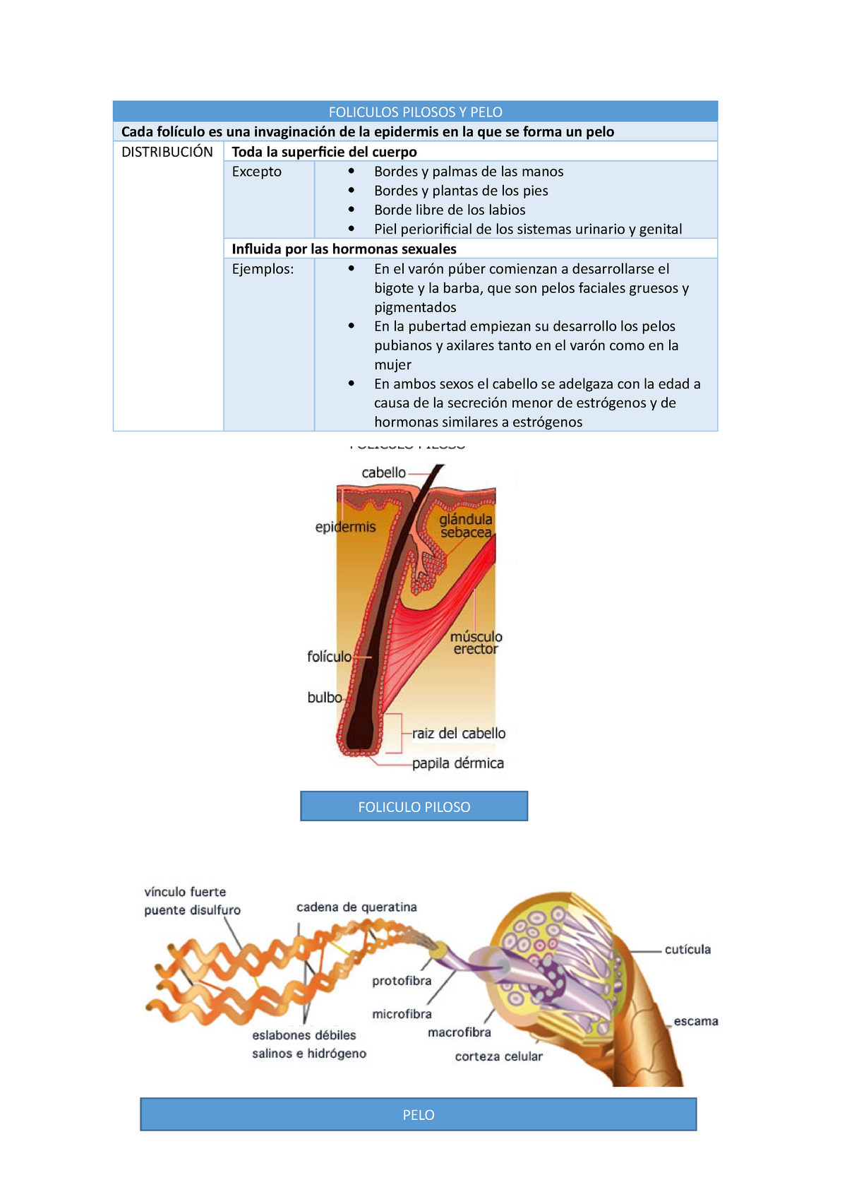 histología del folículo piloso