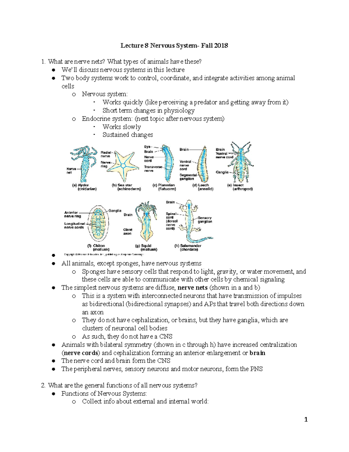 BISC320 Lec8 - Lecture notes 8 - Lecture 8 Nervous System- Fall 2018 ...