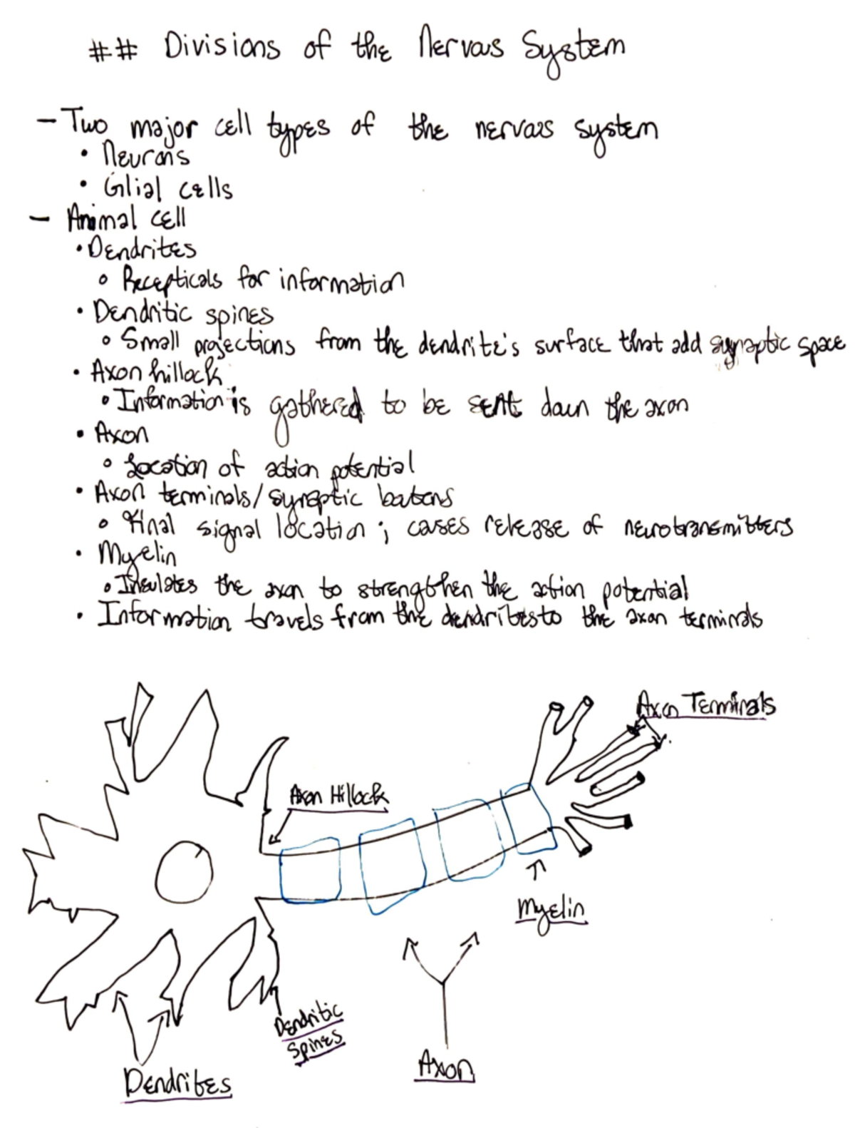 Divisions of the Nervous System - Divisions of the nervous System -Two ...