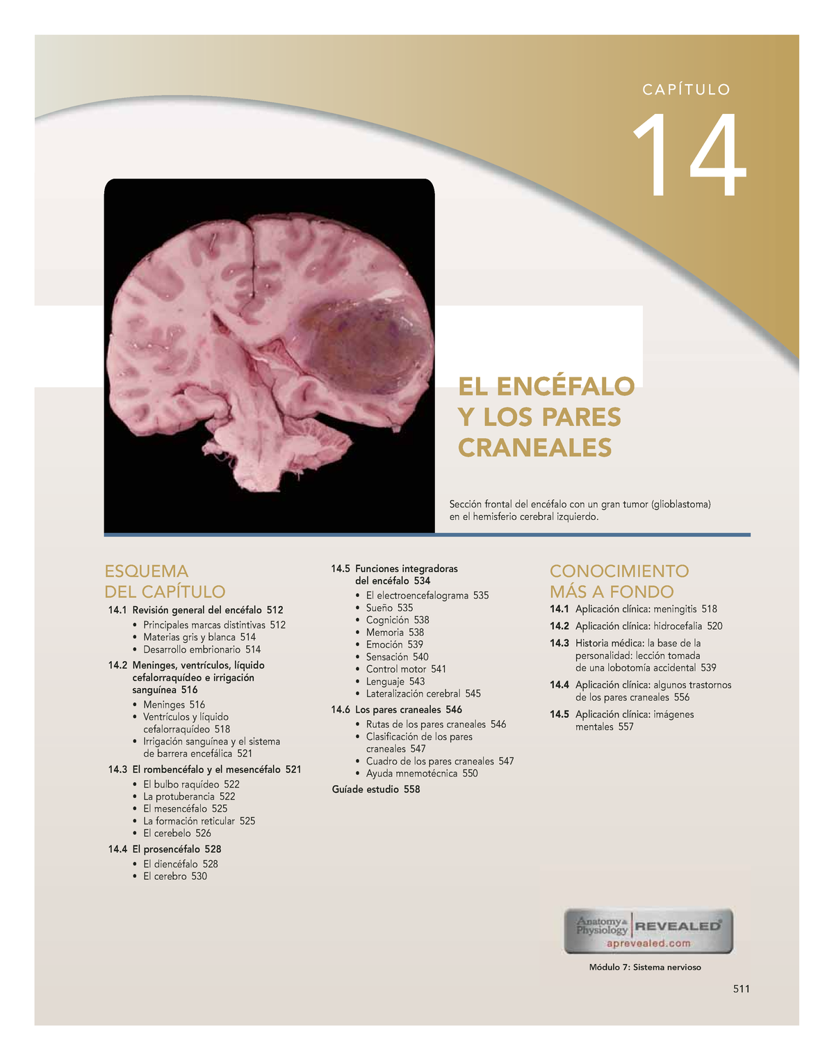 cadáver del cerebro de los nervios craneales