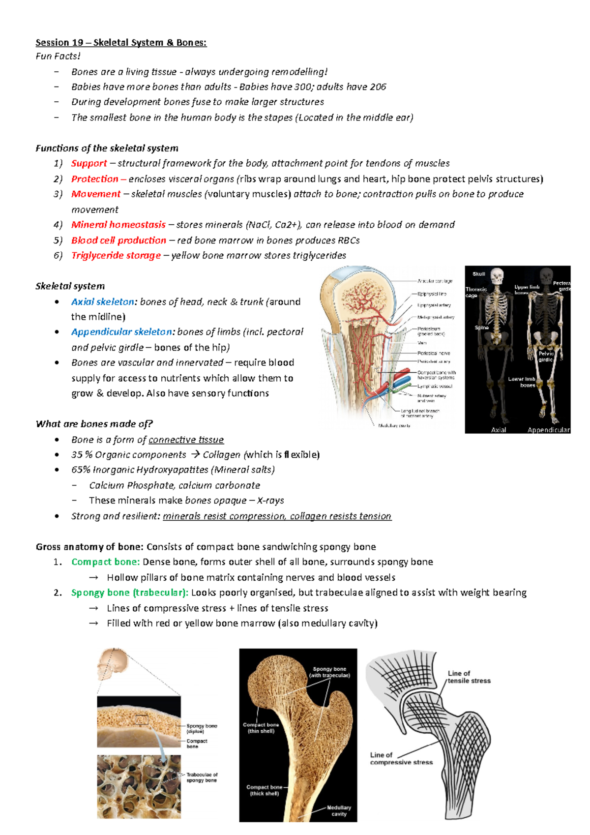 Anatomical Principles - Session 19 – Skeletal System & Bones: Fun Facts ...