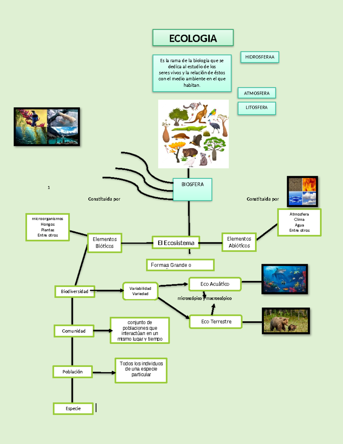 Mapa Conceptual De La Ecologia 1 Constituida Por Constituida Por