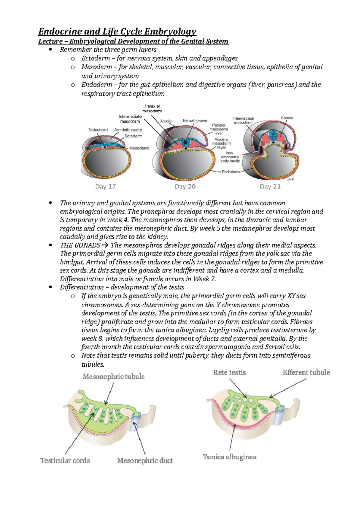 Endocrine and Life Cycle Embryology - Endocrine and Life Cycle ...